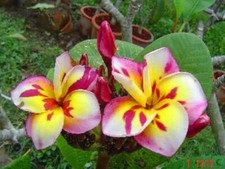 Pink white yellow for sale  Ravensdale