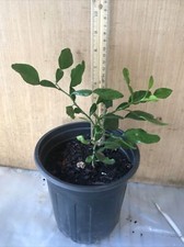 Organic kaffir lime for sale  Columbus