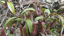 Nepenthes gracilis pianta usato  Italia