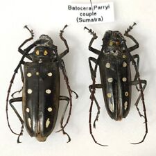 Couple batocera parryi d'occasion  Paris XI
