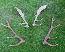 Abwurfstangen rothirschgeweih  gebraucht kaufen  Osterode