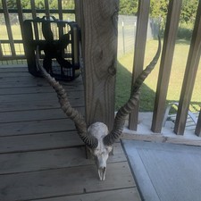 Big blackbuck antelope for sale  Osceola