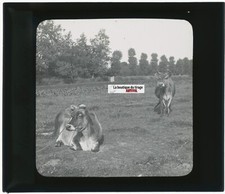Vaches jersiaise campagne d'occasion  Grenade