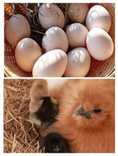 Oeufs fécondés poule d'occasion  Hasparren