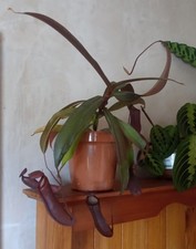 Nepenthes rebecca soper for sale  WAKEFIELD