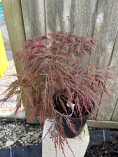 Japanese maple acer for sale  CHORLEY