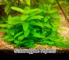 Staurogyne repens plantes d'occasion  Crécy-la-Chapelle