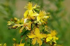 Hypericum hidcote john for sale  CREWE