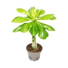 Exotenherz hawai palme gebraucht kaufen  Zweibrücken