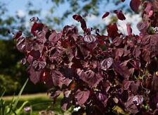 Cercis canadensis merlot gebraucht kaufen  Westerstede