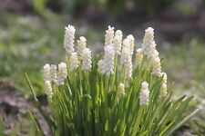 Muscari siberian tiger for sale  CRAWLEY