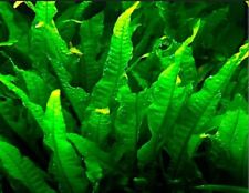 Java fern beautiful for sale  STEVENAGE