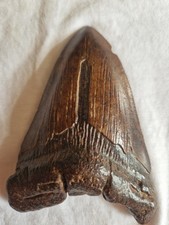 Megalodon shark fossil for sale  BUCKINGHAM