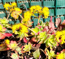 Plants sedum palmieri d'occasion  La Valette-du-Var
