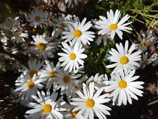 Margarita Gigante Blanca ( Leucanthemum maximum ) 200 semillas frescas , usado comprar usado  Enviando para Brazil
