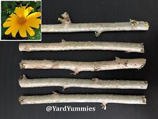 Mexican sunflower cuttings for sale  Sarasota