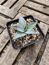 Agave parrasana sea d'occasion  Pau