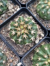 Pianta succulenta discocactus usato  Spedire a Italy