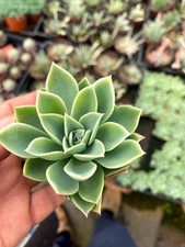 Echeveria blue atoll for sale  Escondido