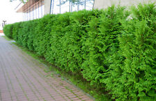 Thuja brabant 2st gebraucht kaufen  Saterland