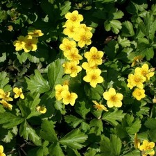 Waldsteinia ternata golderdbee gebraucht kaufen  Lastrup