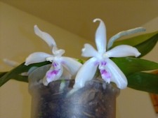 seltene orchideen gebraucht kaufen seltene orchideen gebraucht kaufen Reutlingen