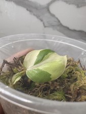 Philodendron gloriosum type for sale Philodendron gloriosum type for sale  HITCHIN