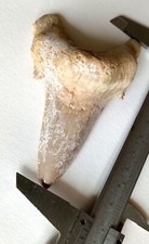 Giant 10.3cm over usato  Due Carrare