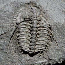 Leonaspis trilobite fossil d'occasion  Expédié en Belgium