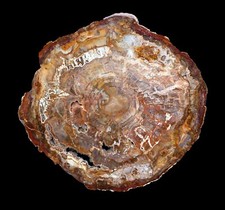 Jaw dropping madagascar for sale  Sammamish