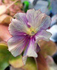 Pinguicula razzberry blonde for sale Pinguicula razzberry blonde for sale  CARDIFF