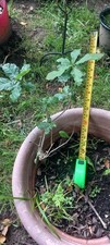 Oak sapling quite for sale  SWANSEA