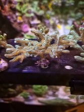 Sps coral colony for sale  MALVERN