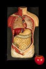 Ancien petit écorché d'occasion Ancien petit écorché d'occasion  Dettwiller