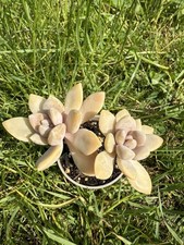 Pachyveria pachyphytoides walt for sale  KING'S LYNN