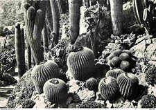 Monaco jardin exotique d'occasion  Fruges