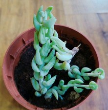 Ableger sedum morganianum gebraucht kaufen  Lünen