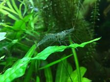 Ghost shrimp glass for sale  BOLTON
