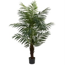 Ft. areca palm for sale  Lakewood
