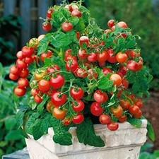 Tiny tim tomato for sale  Senatobia
