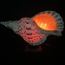 Large charonia tritonis for sale  Redondo Beach