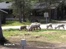 Midnight sun reindeers for sale  ABERDEEN