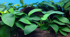 Buy2get1free anubias nana for sale  San Diego