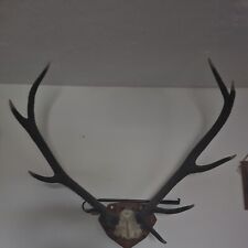 Red deer stag for sale  SUNDERLAND