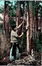 Landes pittoresques gemmeur d'occasion  France