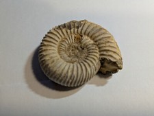Fossil white ammonite for sale  Asheville