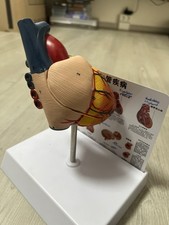 Neu anatomie herz gebraucht kaufen  Augsburg