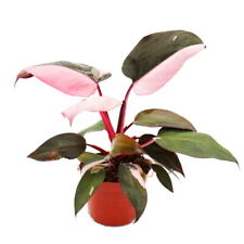 Exotenherz philodendron pink gebraucht kaufen Exotenherz philodendron pink gebraucht kaufen  Zweibrücken