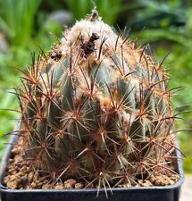 Coryphanta cornifera Z188, 27 Years Old Plant From Seed, Own Root, Not Copiapoa, usado comprar usado  Enviando para Brazil