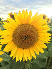 Sonnenblume girasol peredovick gebraucht kaufen  Ingelheim am Rhein